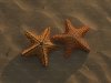 ¿Pueden las Estrellas de Mar Enfermar a los Humanos?