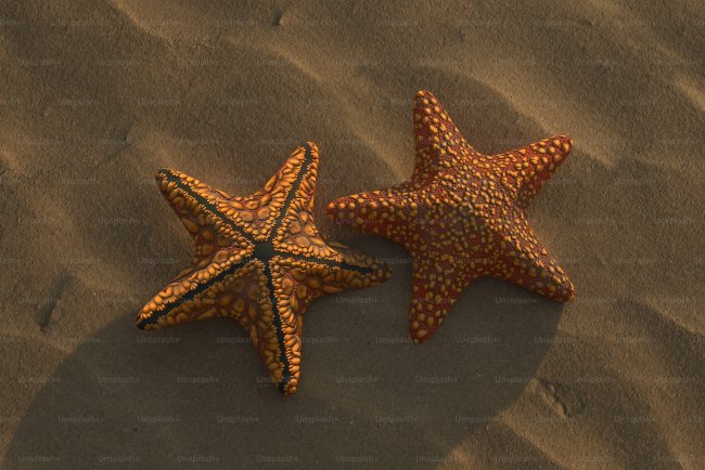 ¿Pueden las Estrellas de Mar Enfermar a los Humanos?